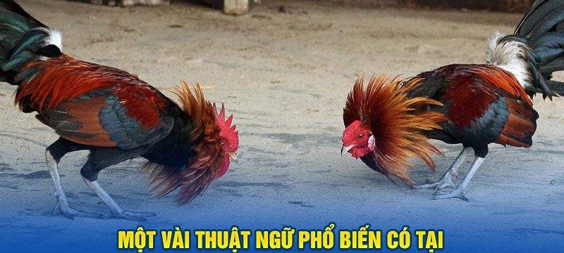 Một vài thuật ngữ phổ biến có tại nhà cái Ko66