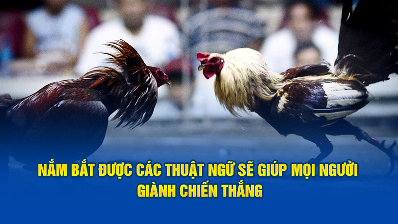 Nắm bắt được các thuật ngữ đá gà sẽ giúp mọi người giành chiến thắng