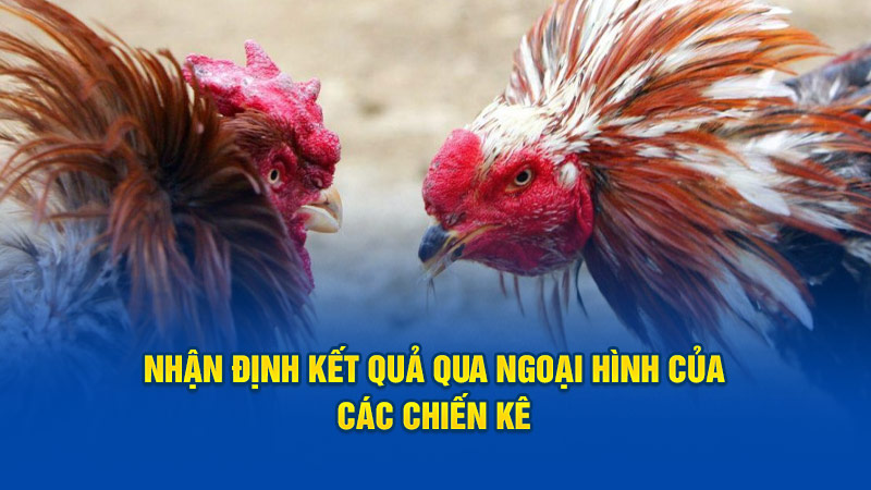 Nhận định kết quả qua ngoại hình của các chiến kê 